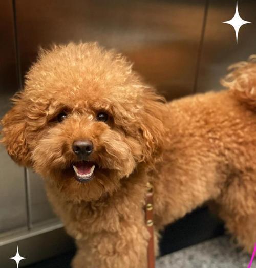 泰迪犬新牙长出的时间（探究泰迪犬新牙生长周期及影响因素）