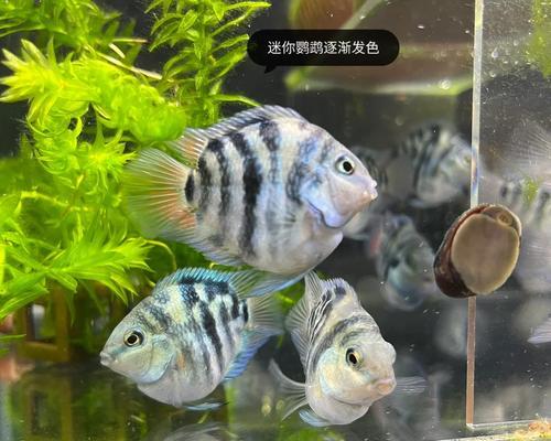 养鹦鹉之道（选择适当时间将鹦鹉带回家的关键因素及注意事项）