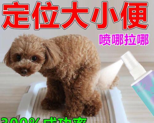 如何在家训练狗狗排便（准备工作和步骤详解，让你的狗狗学会在正确的地方排便）