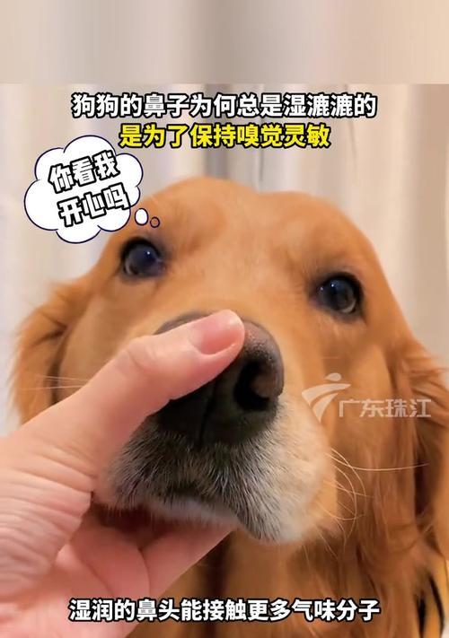 狗狗的嗅觉恐惧（揭秘狗狗嗅觉失灵的原因与解决方法）