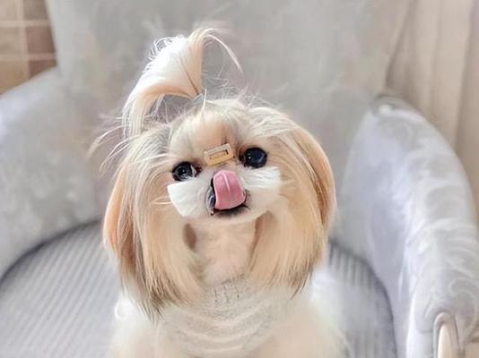 挑选中小型犬宠物的重要考虑因素（推荐适合养育的中小型犬品种）