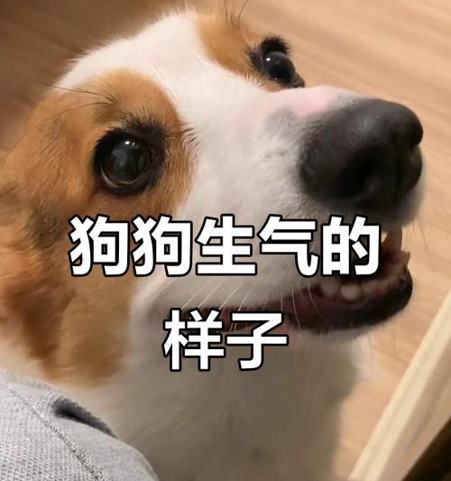 如何判断狗狗生气？了解他们的表情和行为信号（分辨狗狗情绪，提高与它们的相处质量）