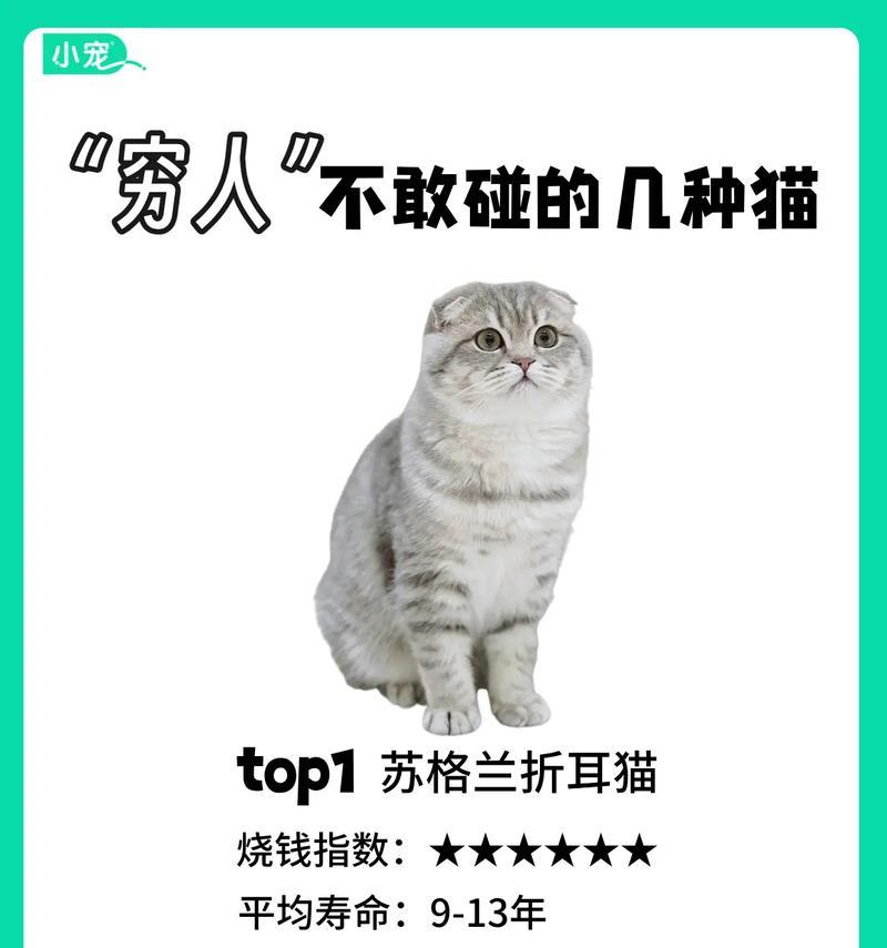 折耳猫的由来与饲养方法（解析折耳猫的起源及如何分辨幼猫是否为折耳）