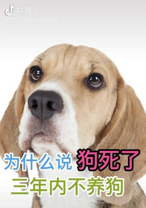 狗狗去世后多久能养新狗？（以狗狗死亡时间为准，合适的时机选择新的宠物伴侣。）
