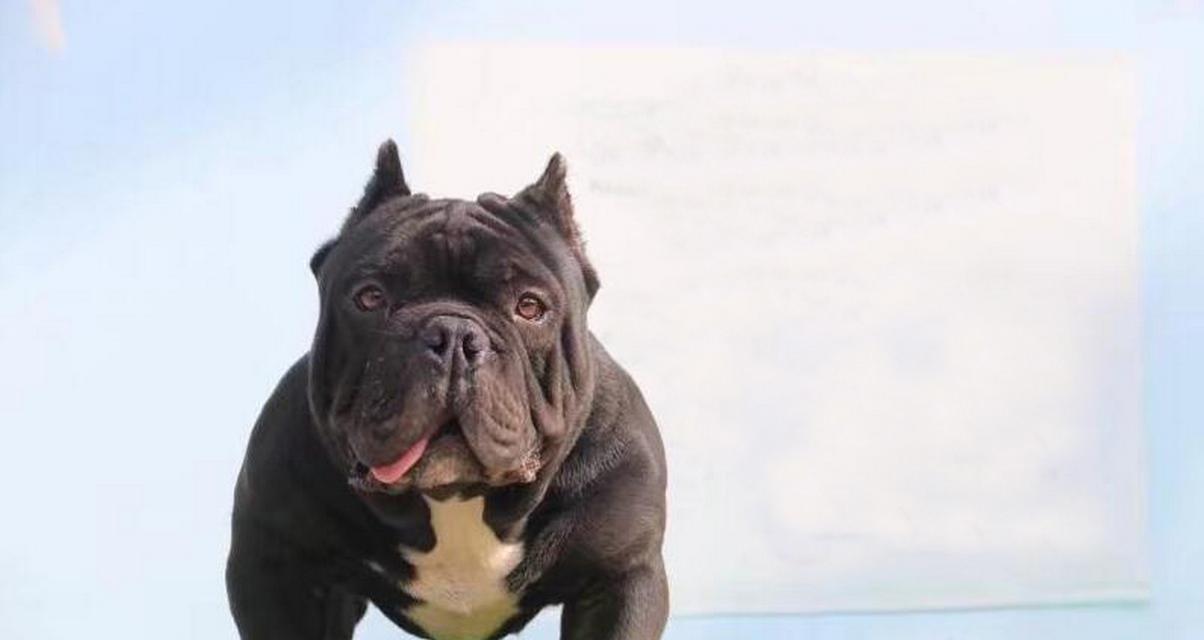 以比特犬是哪些犬杂交的？（揭秘比特犬的神秘血统及特征）