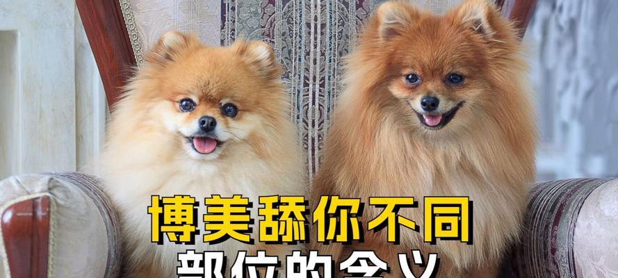 了解博美犬的缺点，为养狗做好准备（探索博美犬的不足之处，提前了解好养狗前的准备工作）