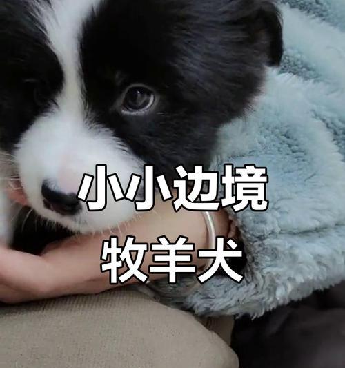 边牧为什么会追尾巴？（边牧独特的行为习惯解析）