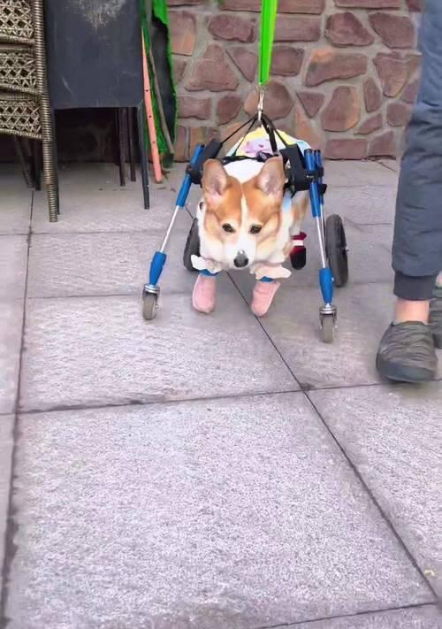 柯基犬（了解柯基犬的市场价及优点，选择最合适的宠物伙伴）