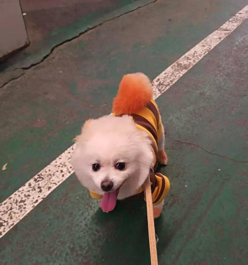 博美绑耳朵的时长及注意事项（了解博美绑耳朵的持续时间和正确方法，让它们更健康快乐）