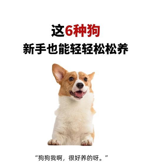 新手养狗攻略（为你的宠物提供最适合的用品，让养狗变得更简单愉快）