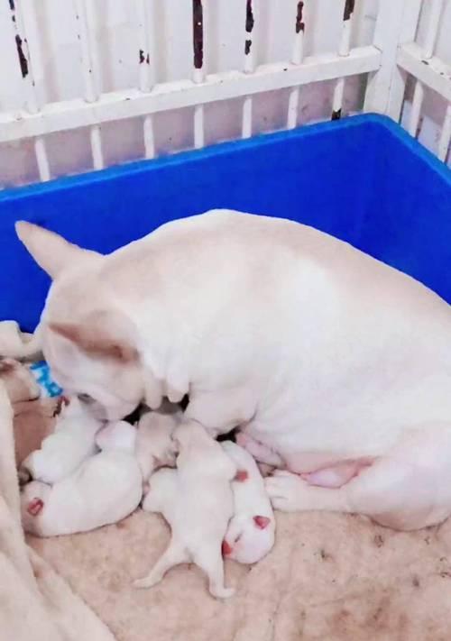 法斗幼犬的眼睛睁开需要多长时间？（揭秘法斗幼犬眼睛的成长过程和特点）