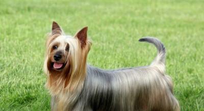 如何挑选丝毛梗犬？（选择健康、性格温和的丝毛梗犬）
