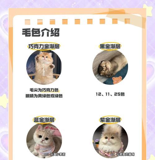 纯种金渐层价格及挑选技巧（了解纯种金渐层的价格和如何挑选合适的宠物）