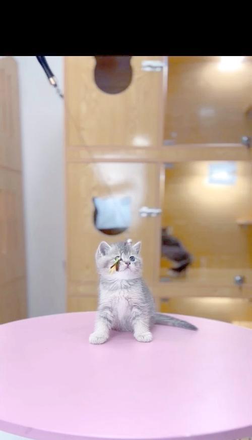 适合新手养的猫咪品种及饲养要点（选择适合新手的猫咪品种，给它们提供良好的饲养环境和关爱）