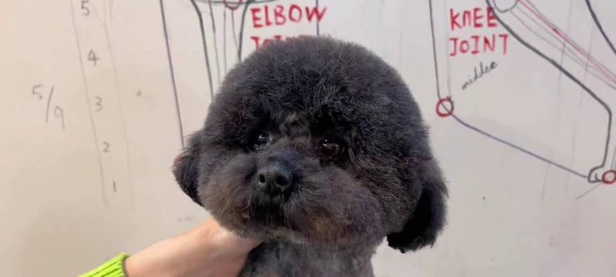 泰迪犬美容（探秘泰迪犬美容频率及关键步骤，让你的宠物更加迷人）