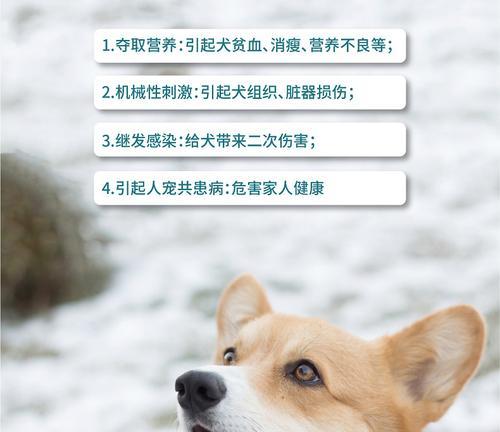 以狗钩虫治疗所需时间及关键因素（探究狗钩虫治疗周期的长短与个体差异）