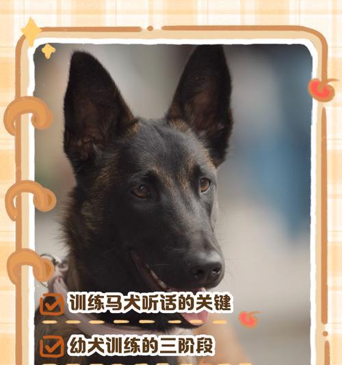 以马犬的训练时间及方法（掌握以马犬训练的最佳时机和技巧）