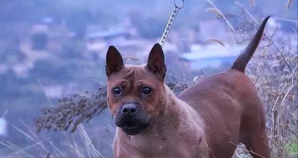 川东猎犬（适合追踪狩猎和运动的人士）
