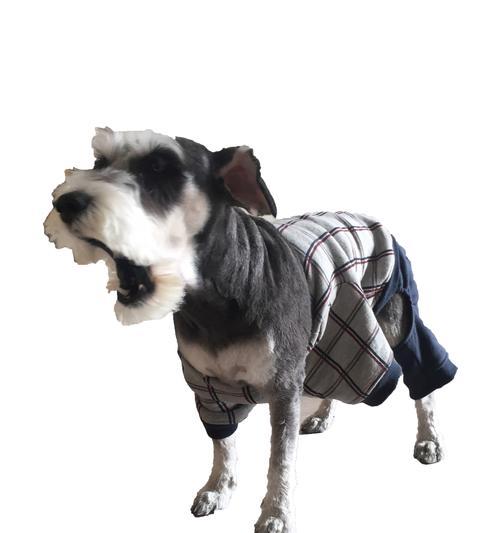 了解雪纳瑞幼犬的毛色鉴别方法（探寻雪纳瑞毛色的奥秘及如何辨别）