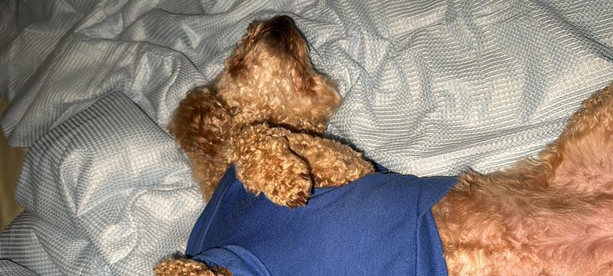 狗狗的睡眠时间（揭秘狗狗一天睡觉的时间及影响因素）