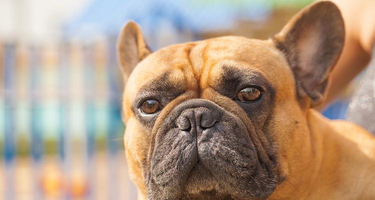 了解巴哥犬的性格和饲养注意事项（巴哥犬——性情可爱的陪伴伙伴）