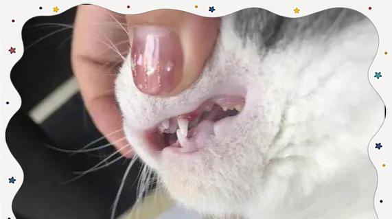 猫咪换牙期（揭秘猫咪换牙的现象及注意事项，让宠物更舒适度过换牙期）