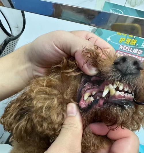 狗狗掉牙的周期与注意事项（了解狗狗掉牙的时机及保健措施）