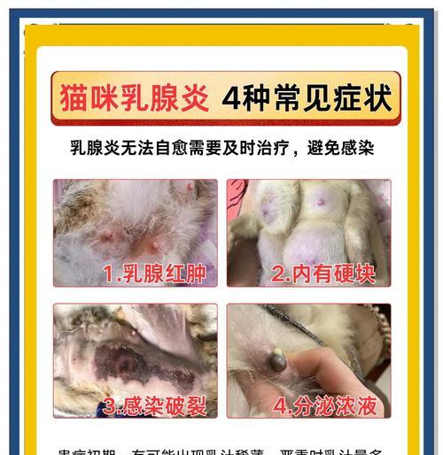 母猫断奶后需要多久才能完全恢复？（断奶后的恢复期和关键要素分析）