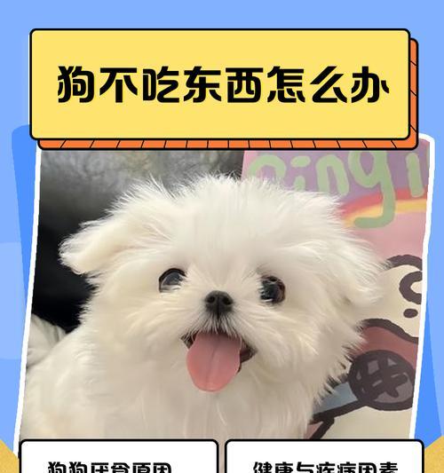 狗狗消化问题（狗狗消化问题的常见症状及其解决方法）