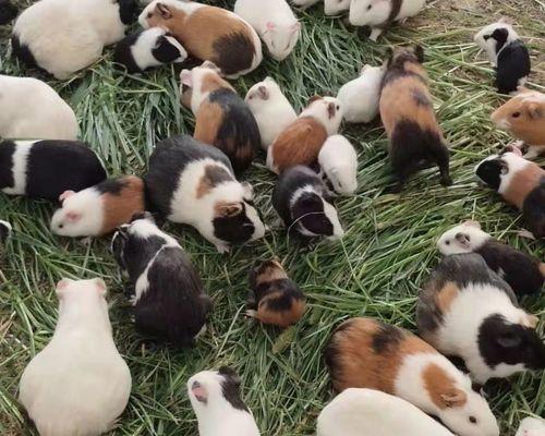 荷兰猪成年需要的时间及养殖要点（荷兰猪养殖时间、关键点和建议）