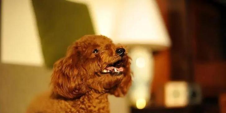 贵宾犬的粘人特质与潜在危害（探索贵宾犬过度粘人的原因及其对家庭的影响）