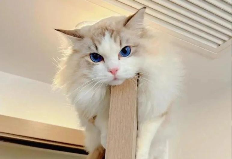 猫咪价格大盘点（市场供求与品种特性成为决定猫咪价格的关键因素）