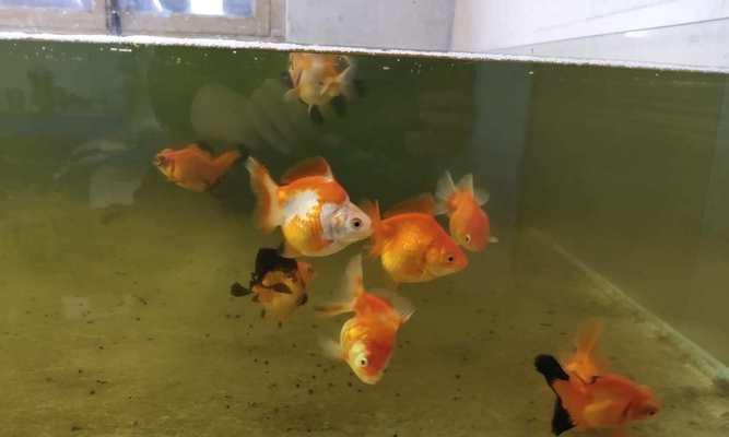 小金鱼长巨型肿瘤（一只5岁宠物金鱼与巨型肿瘤的生死对决）