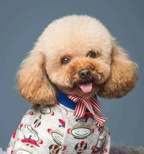 拥抱泰迪犬“断尾”的好处（揭秘泰迪犬“断尾”背后的五个秘密，保护狗狗健康幸福）