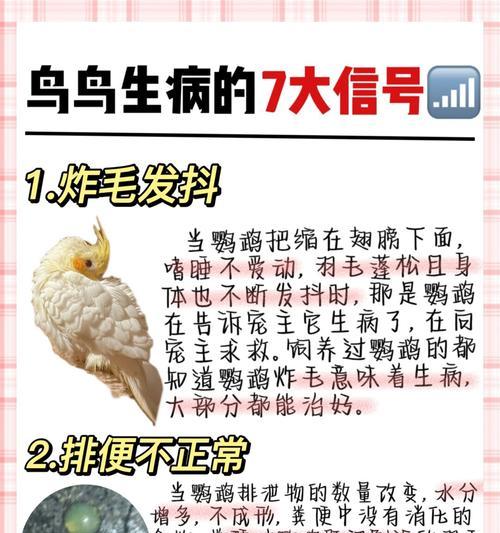 鹦鹉的排泄频率及其影响因素（揭秘鹦鹉排泄的奥秘，了解宠物鹦鹉的健康指标）