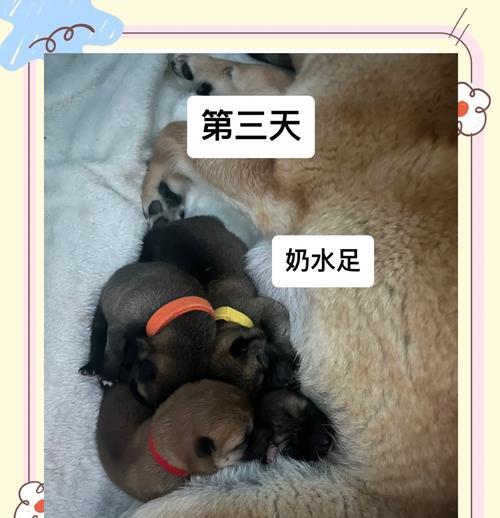 母狗生产后的回奶时间及注意事项（了解回奶时间，为母狗的健康护航）