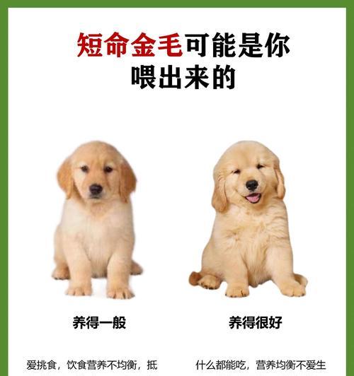 狗狗拉肚子后多久能吃饭？（解答关于狗狗拉肚子后进食时间的疑问）