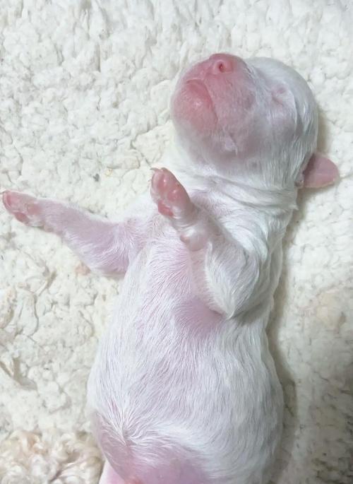 科学喂养比熊幼犬的指南（新手家庭如何正确喂养可爱的比熊幼犬）