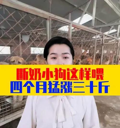小狗崽断奶的最佳时机（养狗必知——合理断奶时间和方法）