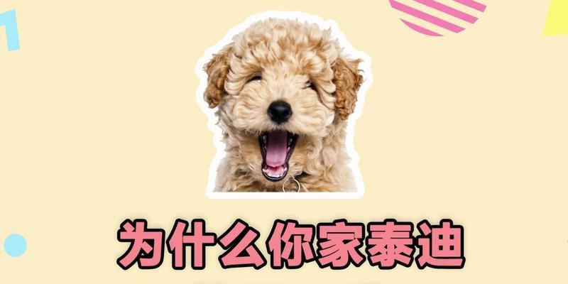 泰迪狗的排便频率及调理方法（了解泰迪狗的正常排便频率，让它健康快乐）