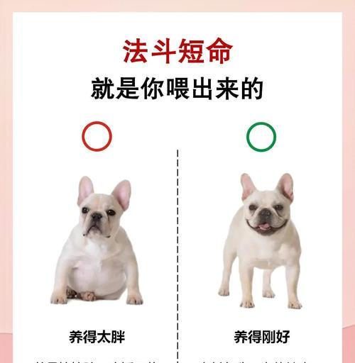 法斗的饮食及养生攻略（为你揭秘法斗最爱吃的东西）