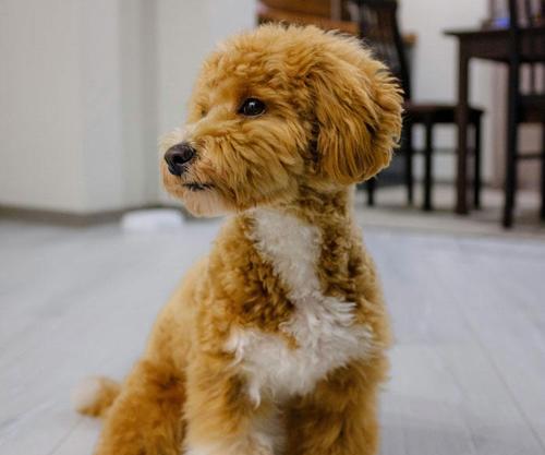 探寻中国小型犬的多样品种（中国小型犬的种类和特点一览）