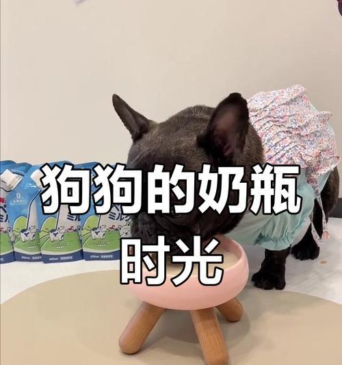 狗喝牛奶会吐吗？解析狗喝牛奶的影响（狗喝牛奶的风险和适度饮用牛奶的建议）