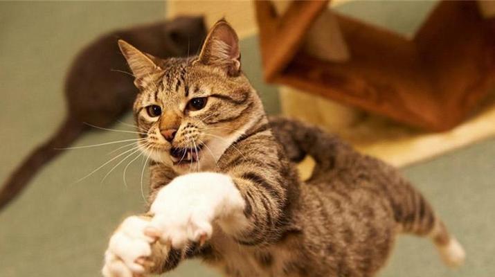 猫咪迟迟不生的原因及主人应知四种易导致流产的原因（为什么猫咪不能顺利分娩？了解四种导致流产的原因）