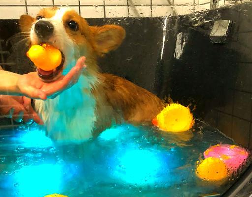 柯基犬刚买回来能洗澡吗？（了解适宜洗澡的时间和方法，让你的新宠物舒适又清爽）