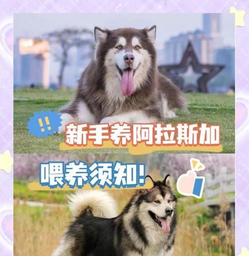 阿拉斯加犬（探索适合阿拉斯加犬的每日遛狗时长及关键考虑因素）