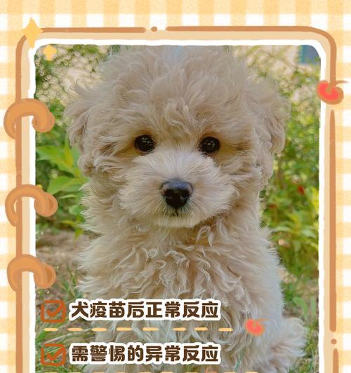 奶狗养护（了解合适的奶狗疫苗接种时机，守护幼犬健康成长）