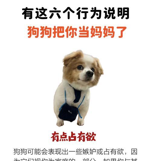如何挑选一只健康的狗狗（按照这几点挑选，让你带回一个健康的家庭伴侣）