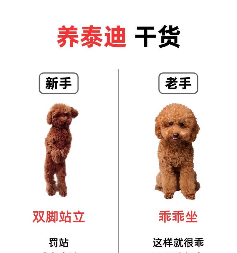 泰迪喂食指南（新手必读！如何正确喂养你的可爱泰迪）