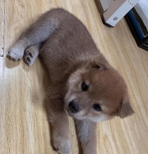 幼犬何时可以摆脱笼子？（探讨幼犬是否需要长时间关在笼子里的最佳时机）